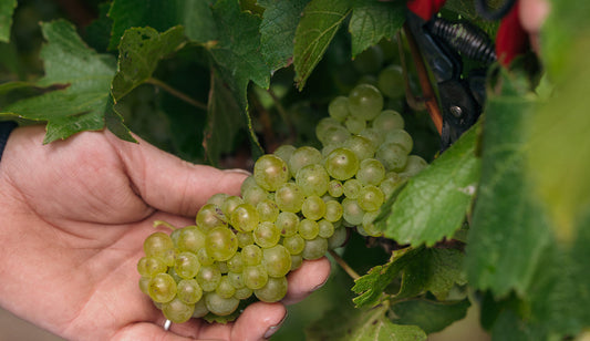Certified by Sustainable Winegrowing Australia