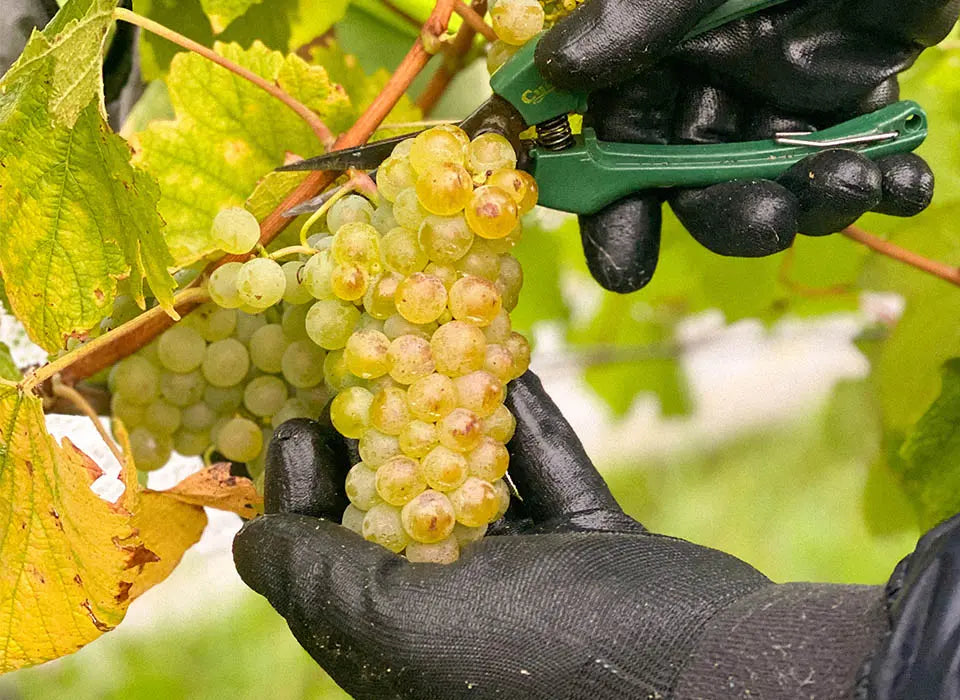 Vintage Diary: Y28 Chardonnay