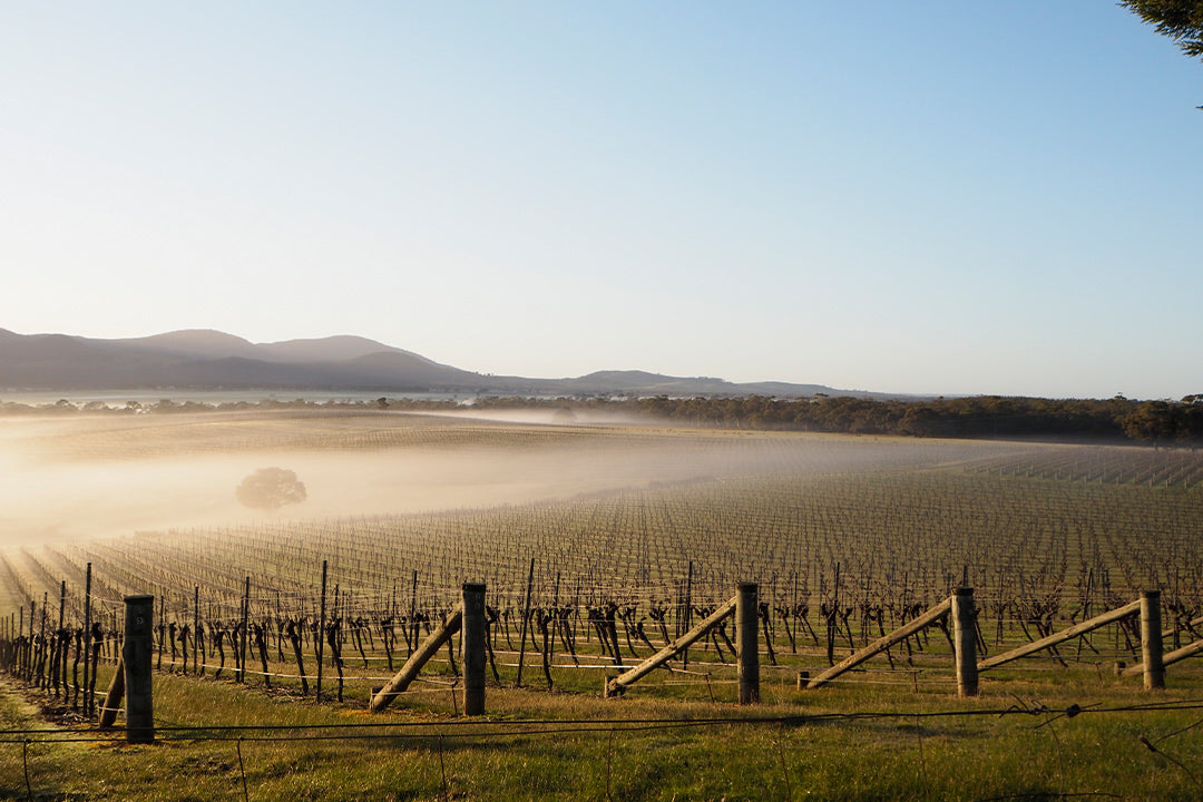 THE PIONEERS OF COOL CLIMATE SHIRAZ