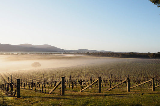 THE PIONEERS OF COOL CLIMATE SHIRAZ