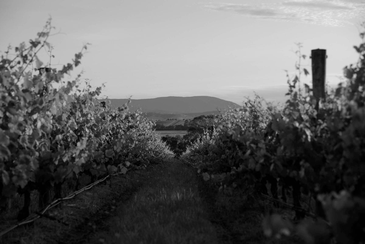 Black and white view of Yering Station vineyard rows leading to distant hills at dusk