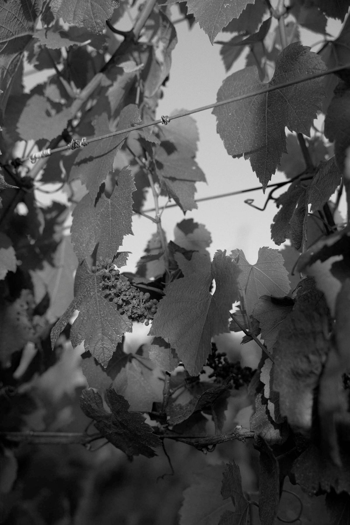 Black and white close-up of grapevine leaves and young grape bunches on the vine