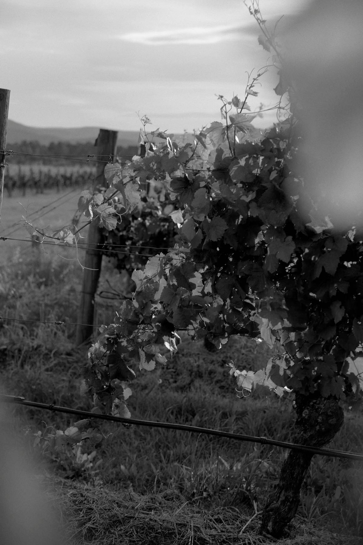 Black and white close-up of grape bunches on the vine with vineyard rows in the background