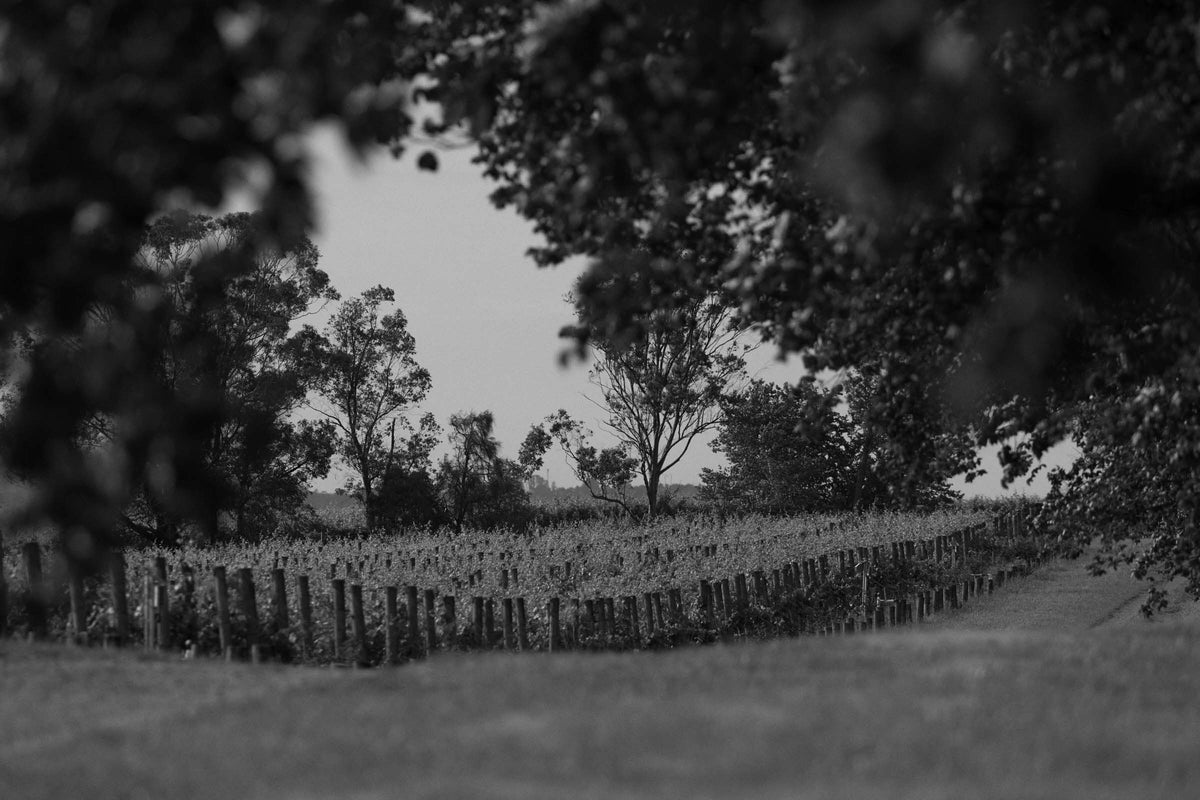 Black and white view of Yering Station vineyard rows framed by overhanging tree branches, banner