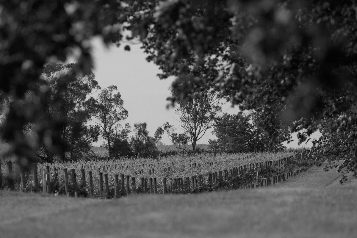Black and white view of Yering Station vineyard rows framed by overhanging tree branches