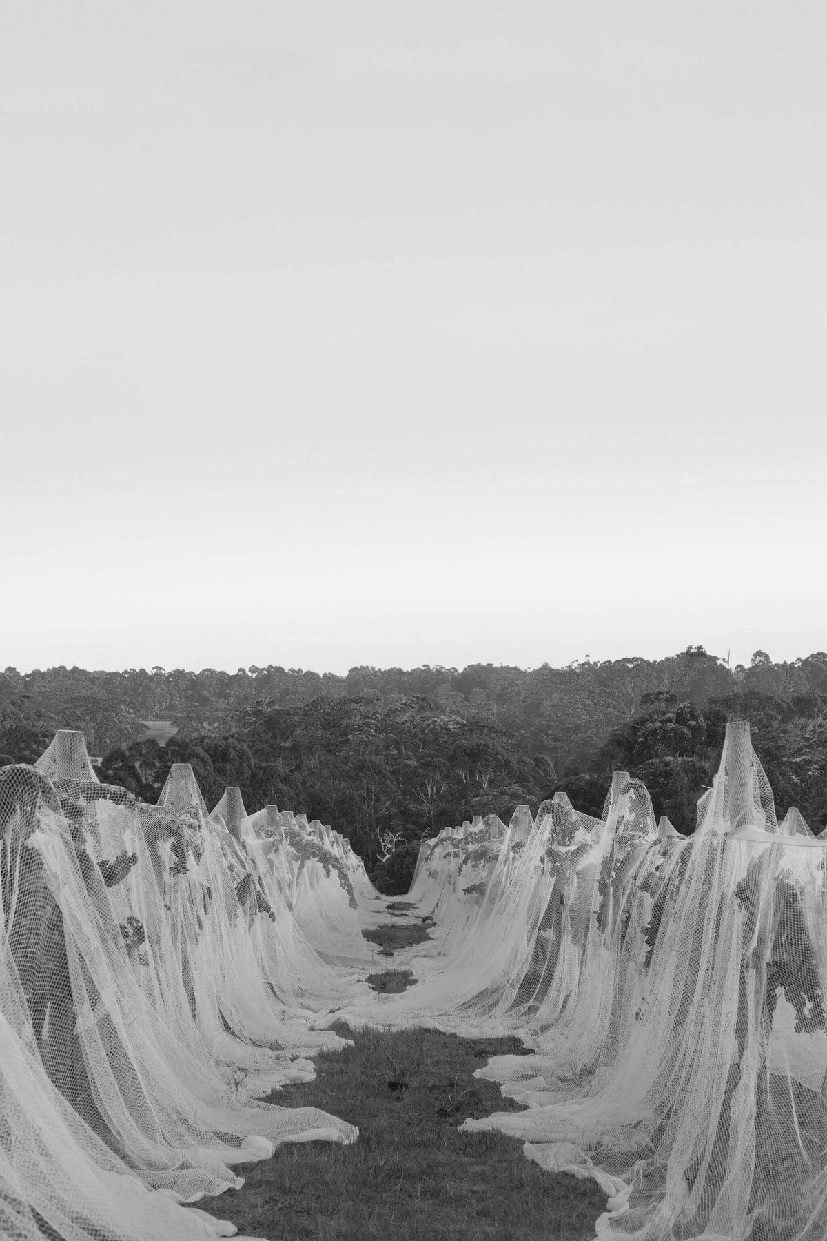 Black and white view of bird-netted vineyard rows leading toward the treeline