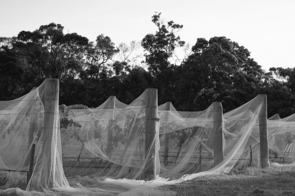 Bird netting over vines at Xanadu in Margaret River