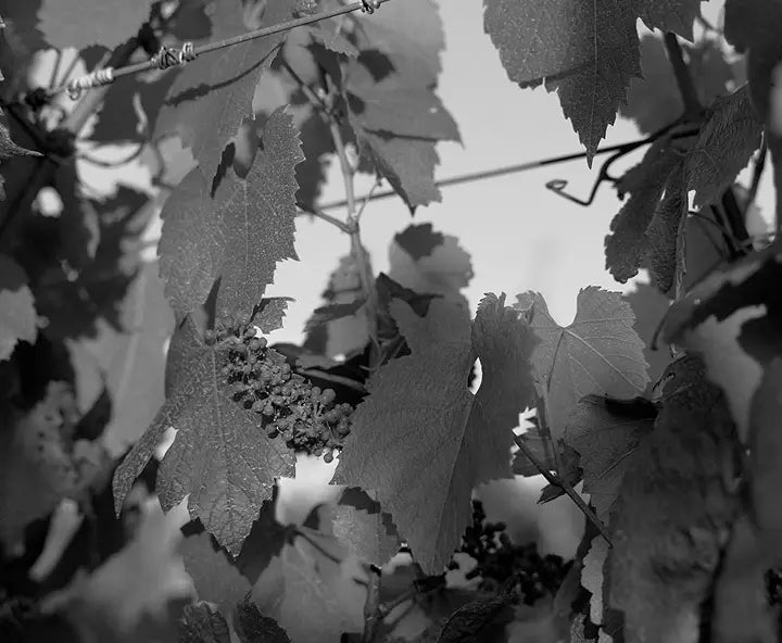 Black and white close-up of grape clusters among vine leaves in the sun