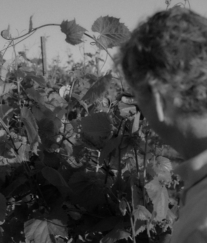 Black and white close-up of a person inspecting grapevines in the vineyard
