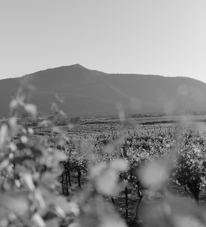 Black and white view of Mount Langi Ghiran vineyard rows with mountain in the background at sunset