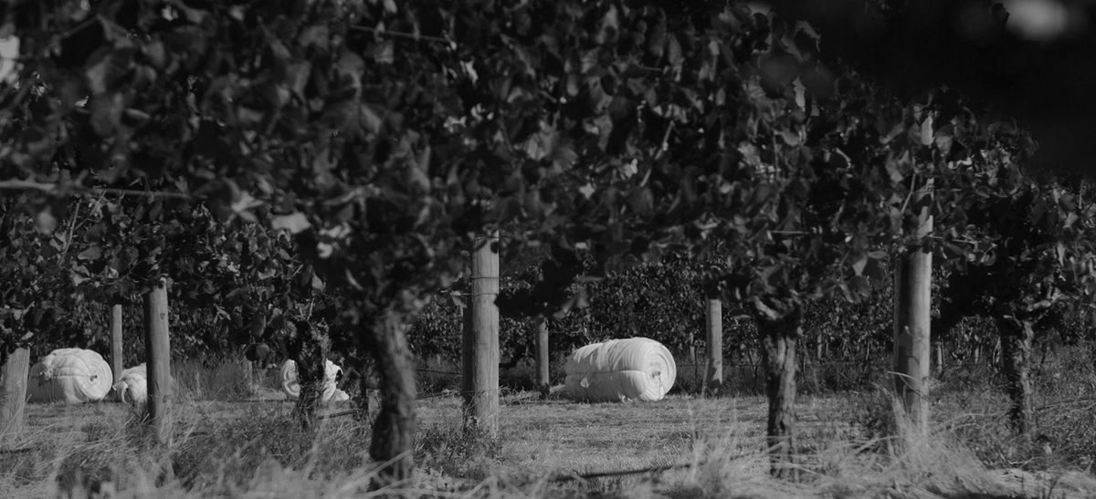 Black and white photo of white protective covers over vines in a vineyard row