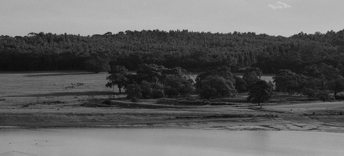 Black and white panoramic landscape of a lake, trees and paddocks near the vineyard