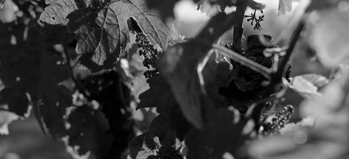 Black and white close-up of grape clusters growing among vine leaves