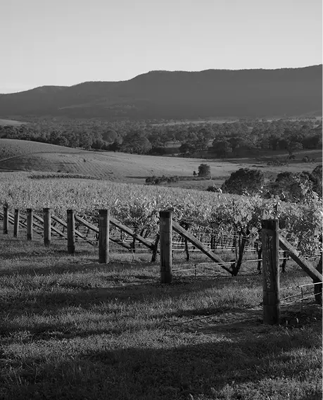 Black and white view of vineyard rows along a fence line with hills in the background