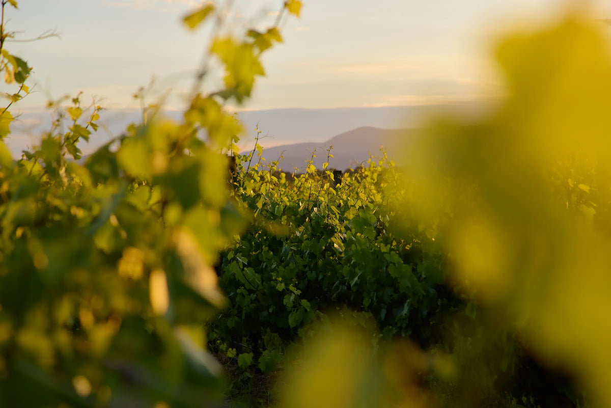 Vineyard leaves in golden light with hills in the background at sunset