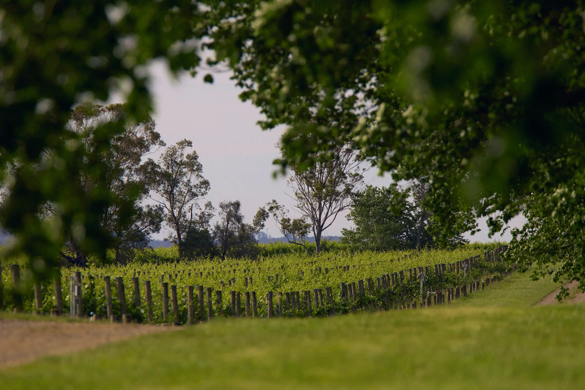 Vineyard rows framed by tree leaves