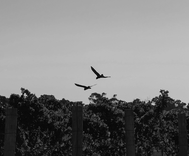 Black and white photo of two birds flying over vineyard rows at dusk
