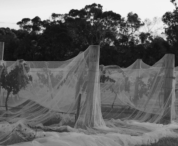 Black and white photo of bird netting draped over vineyard rows with trees behind