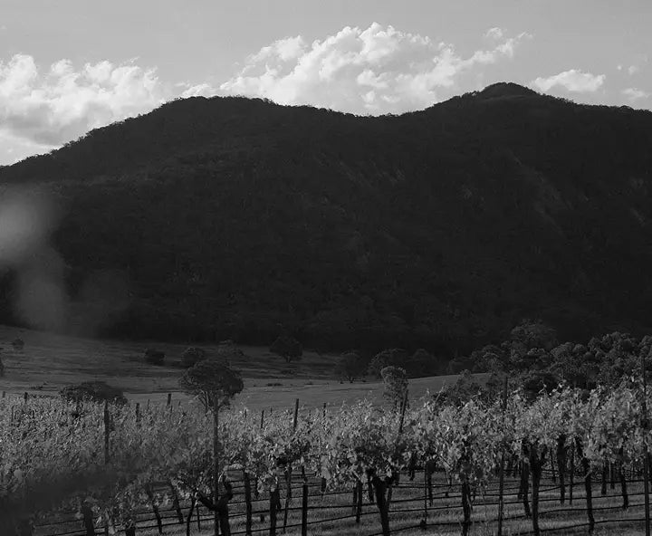 Black and white view of vineyard rows below a mountain at Mount Langi Ghiran