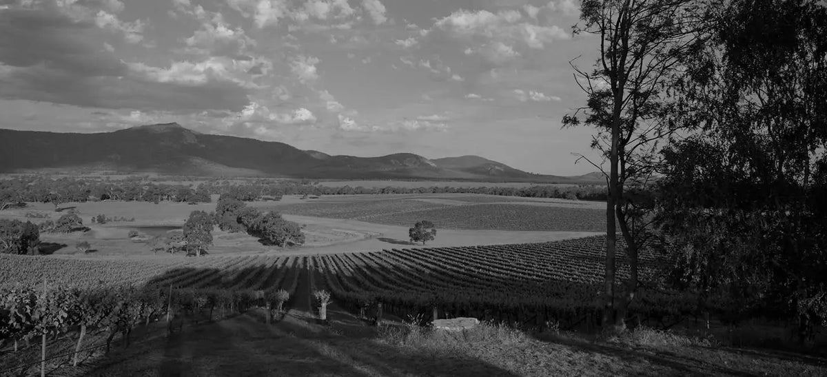 Black and white panoramic view of Mount Langi Ghiran vineyard rows and mountains under a cloudy sky