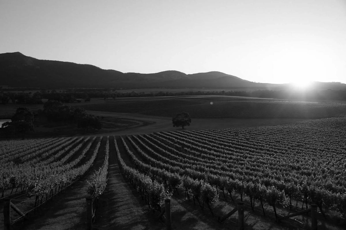 Black and white aerial view of Mount Langi Ghiran vineyard rows at sunrise with mountains in the background