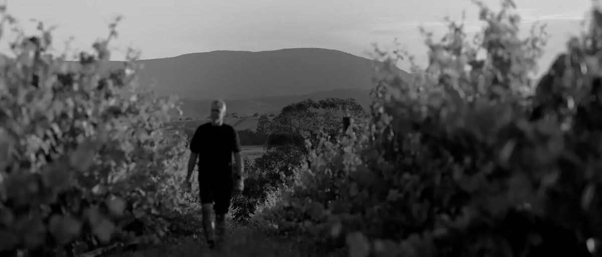 Black and white hero banner of a man walking through vineyard rows at sunset with hills in the background