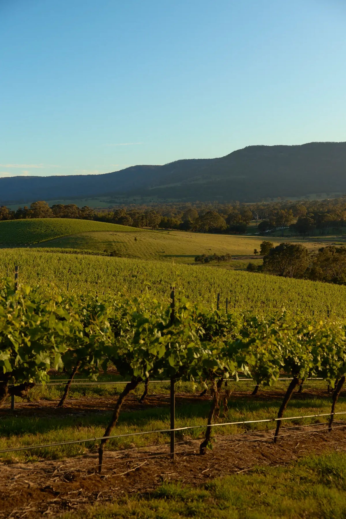 Vineyard rows with hills in the background at sunset
