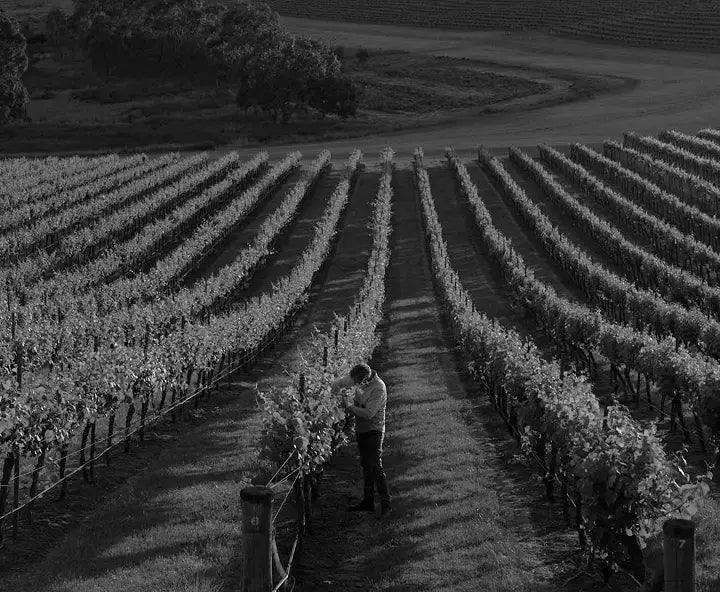 Black and white aerial photo of a vineyard worker tending vines between rows